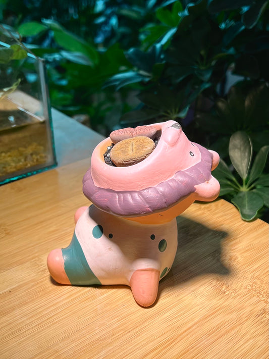 Lithops in Lion King Mouth