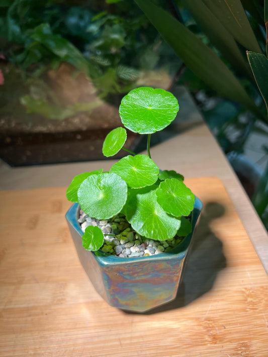 Hydrocotyle Vulgaris in Colorful Pot