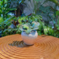 Ficus Lyrata in Off-White Blue Marble Designer Pot