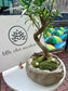 Podocarpus Macrophyllus with Moss (Indoor Plant Bonsai) Arrangement in Irregular Stone Pot