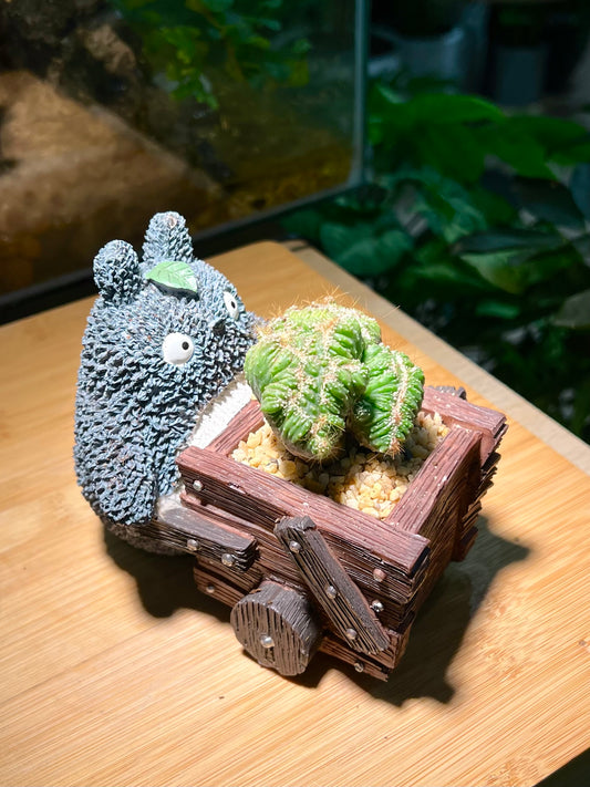 Cereus Repandus in Totoro Pot