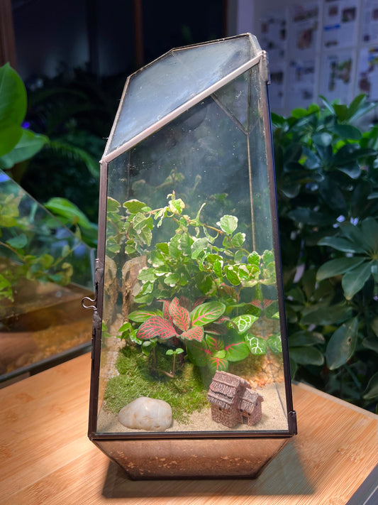 Fittonia and Ficus Pumila with Moss Arrangement in Black Polygonal Terrarium (M)