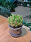 Echeveria Doris in Dark Blue Pattern Designed Ceramic Pot