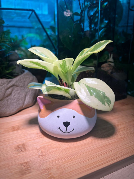 Peperomia in Doggie Ceramic Pot