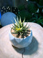 Haworthia Limifolia in Giant Marble Ceramic Pot