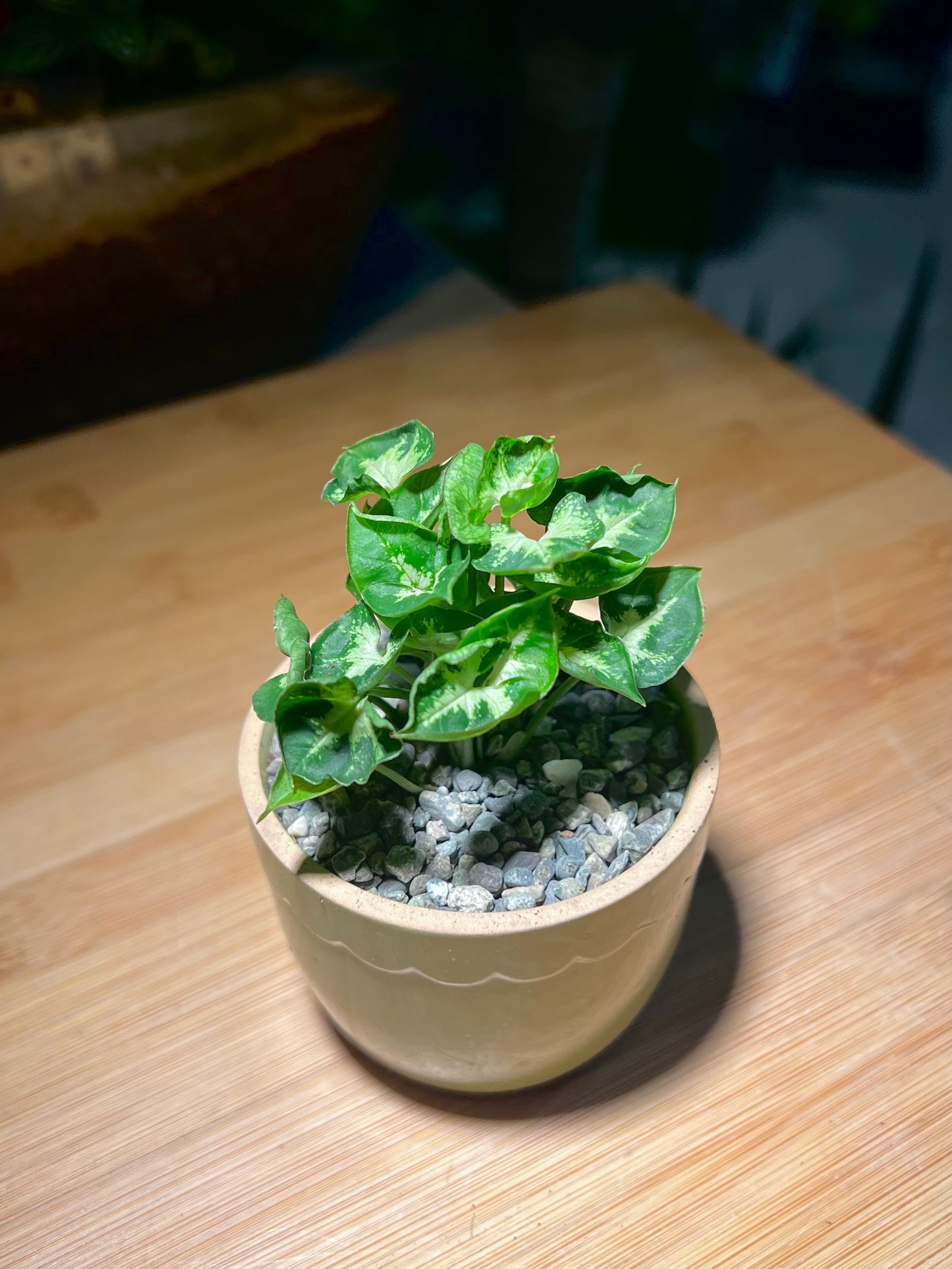 Syngonium Podophyllum (Arrowhead) in Round Petal Edge Ceramic Pot
