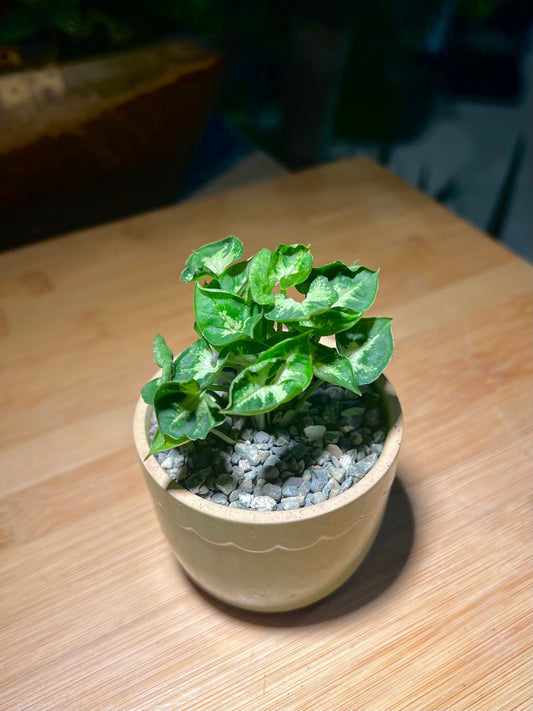 Syngonium Podophyllum (Arrowhead) in Round Petal Edge Ceramic Pot