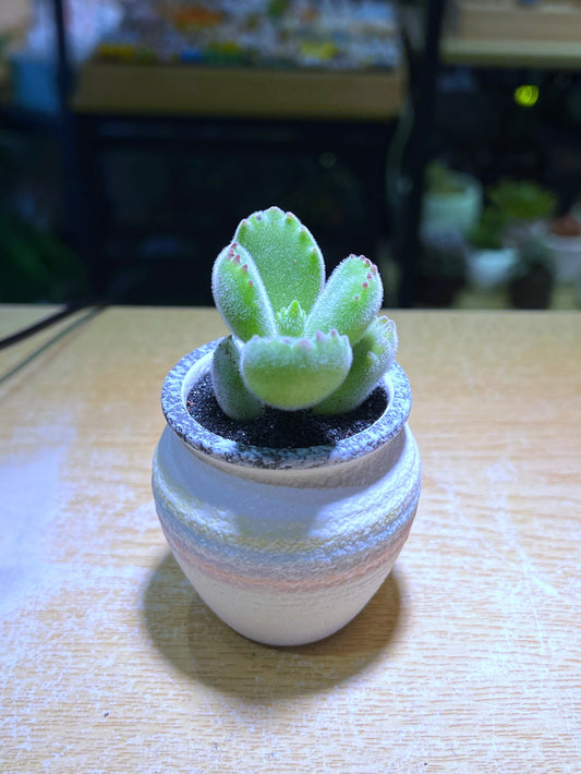 Bear Paw in Light Colorful Ceramic Pot