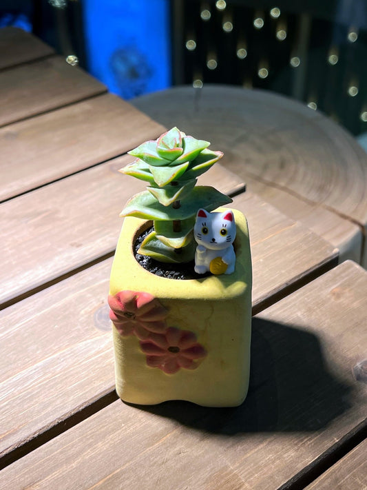 Crassula Perforata with Fortune Cute Cat in Matt Textured Claypot