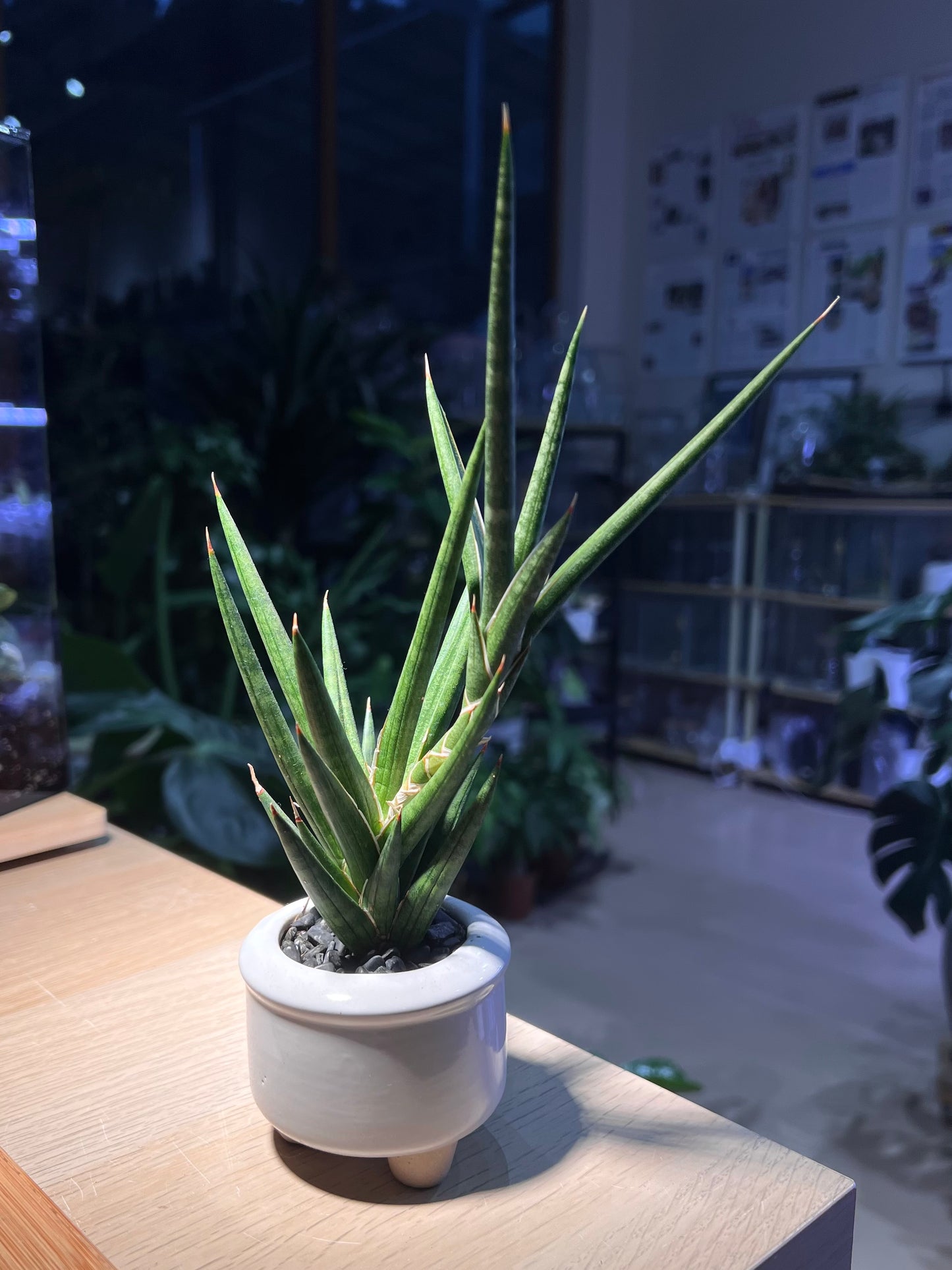Sansevieria Francisii in White Round Ceramic Pot