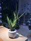 Sansevieria Francisii in White Round Ceramic Pot