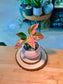 Chinese Evergreen (万年青) Aglaonema Red in Pink Textured Ceramic Pot