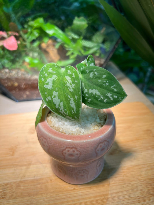 Silver Pothos in Pink Ceramic Pot
