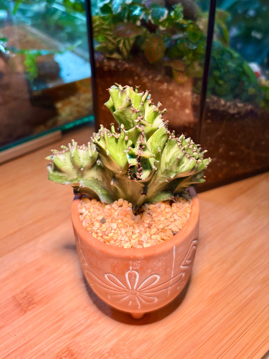 Euphorbia Lactea in Adore Orange Pot 🧡
