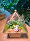 Fittonia & Moss Arrangement in Small Pyramidal Glass