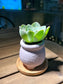 Mountain Rose in Lavender Matt Textured Claypot