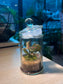 Fittonia with Moss (Indoor Plant) Arrangement in Terrarium Jar (S)