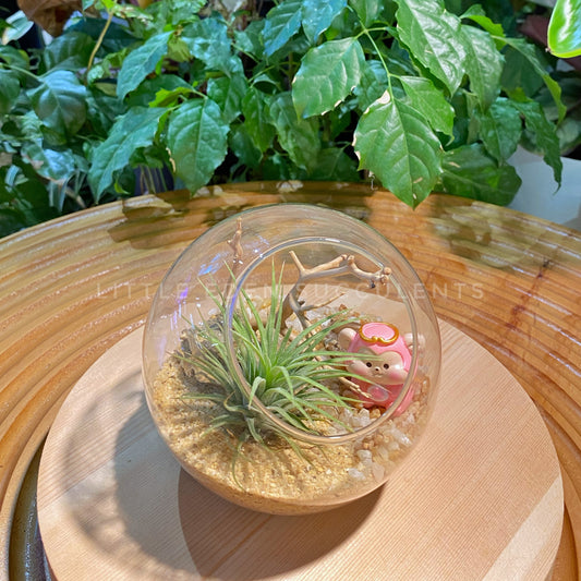 Airplant in Round Glass Terrarium