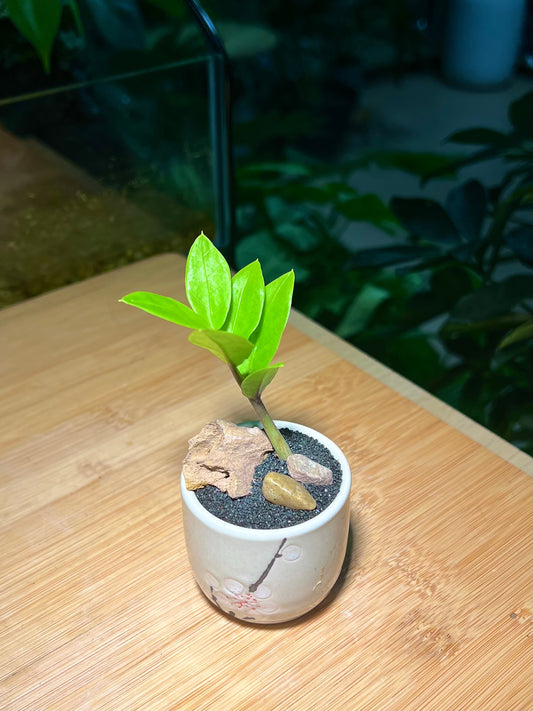 ZZ Plant in Small Flower Designed Ceramic Pot