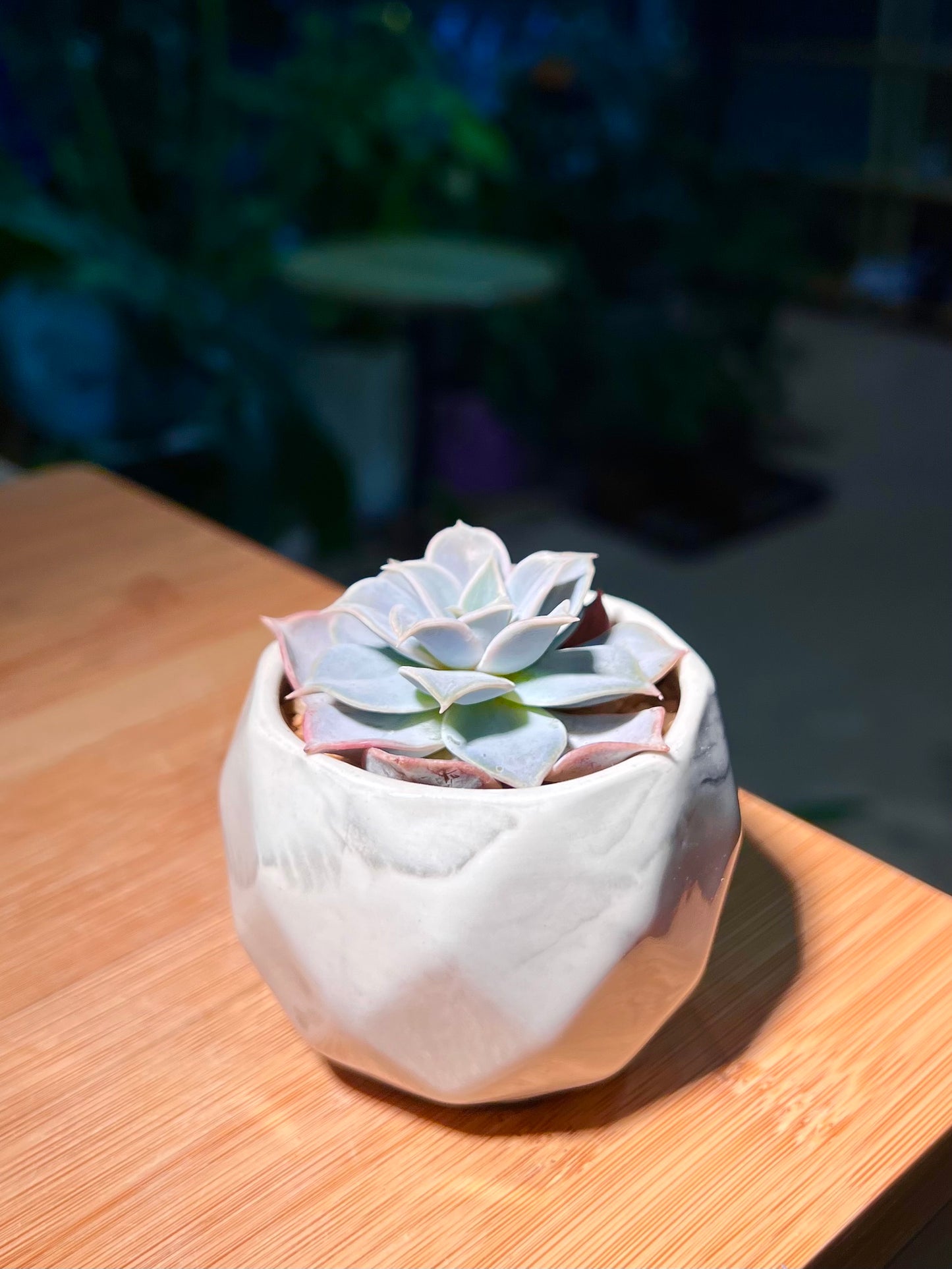 Echeveria in Marble Pot