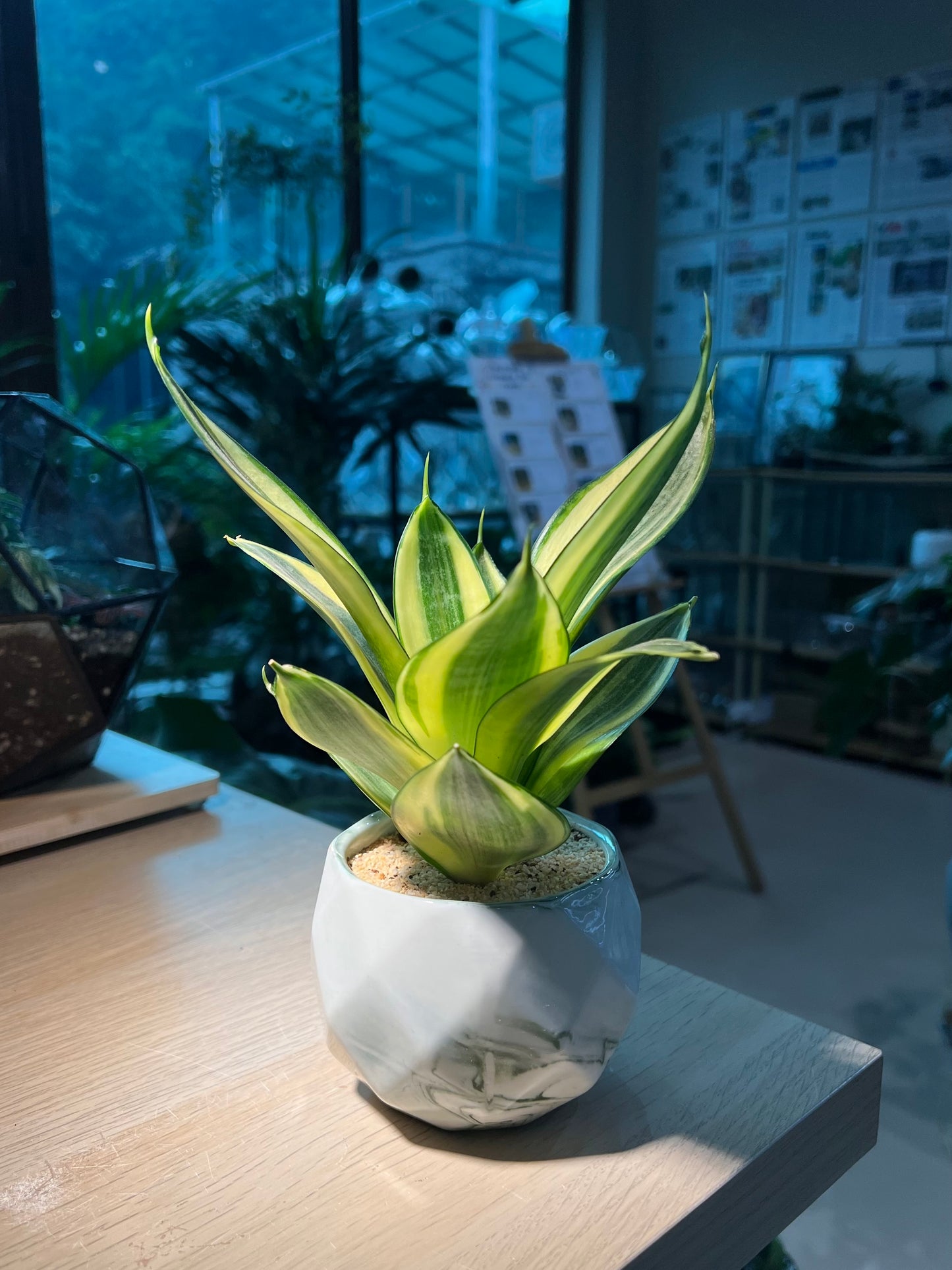 Snake Plant in Marble Ceramic Pot