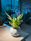 Snake Plant in Marble Ceramic Pot