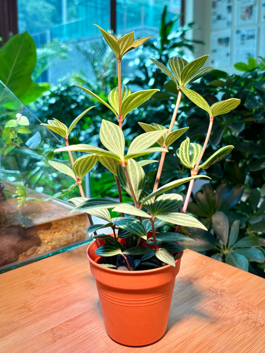 Peperomia Tetragona in Plastic Pot