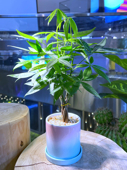 Guiana Chestnut (Pachira) in Tricolor Cylindrical Ceramic Pot