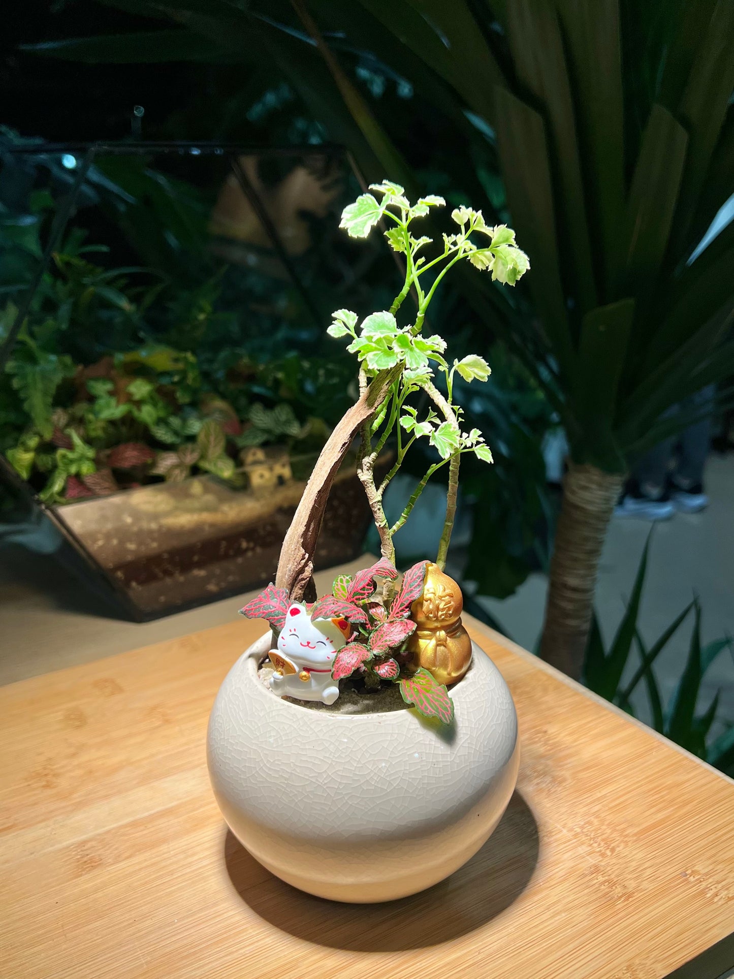 Fittonia with Polyscias Arrangement in Round Ceramic Pot