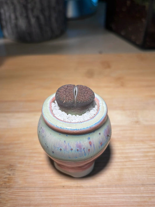 Lithop in Bicolor Ceramic Pot