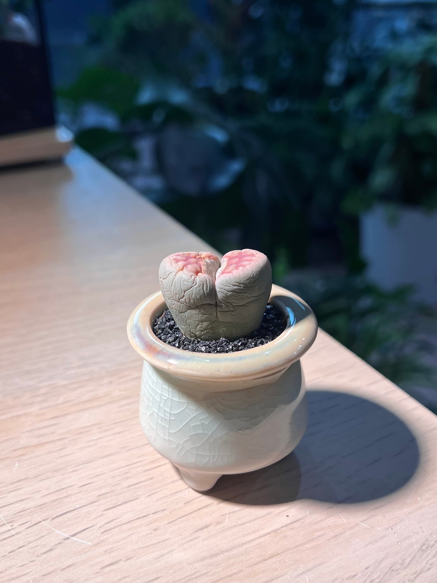 Lithop (生石花) in Ceramic Pot