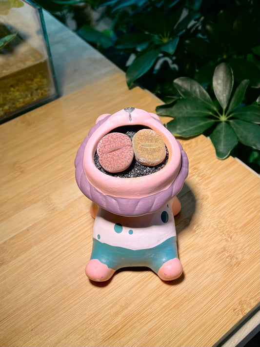 Lithops in Lion King Mouth