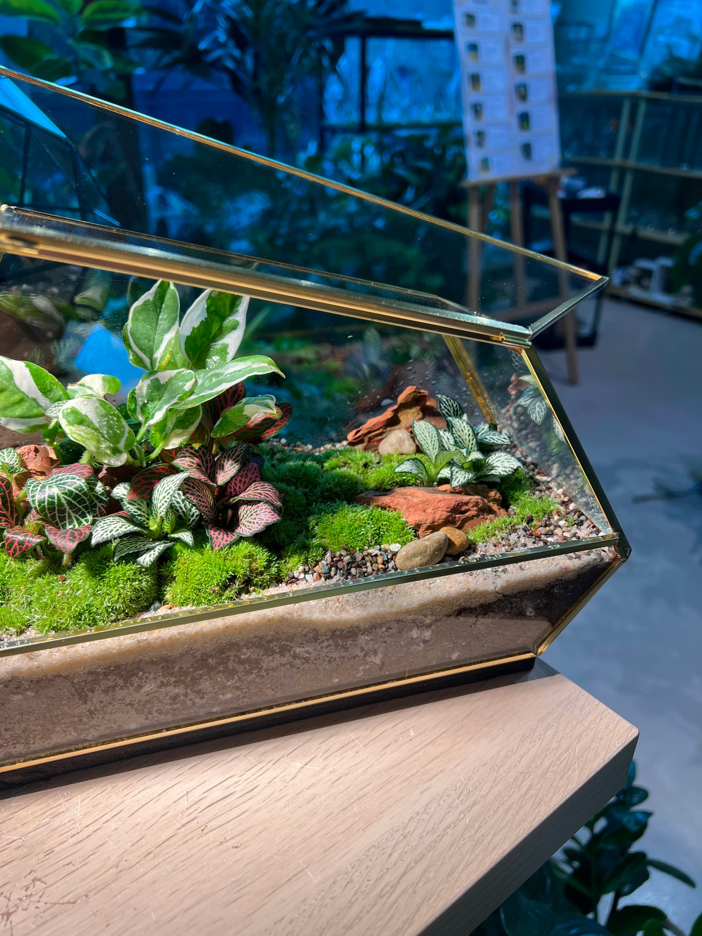 Indoor Plant Terrarium in Polygonal Glass