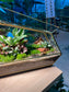 Indoor Plant Terrarium in Polygonal Glass