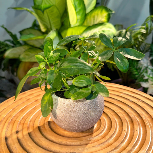 Umbrella Plant in Brown Clay Pot
