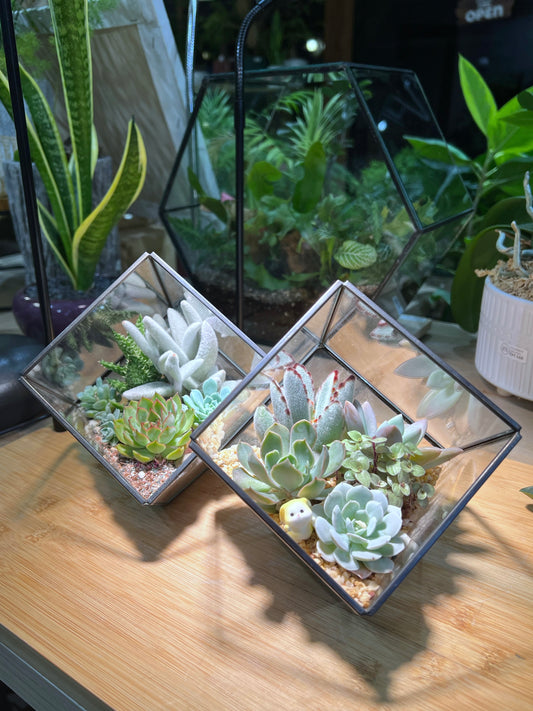 Succulent Arrangement in Black Frame Cubical Terrarium