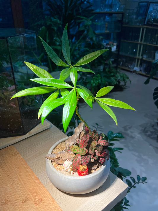 Fittonia and Dwarf Umbrella Tree in Handmade Designed Pot