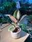 Rubber Plant (Ficus Elastica 橡皮树) in Wave Pattern Designed Pot