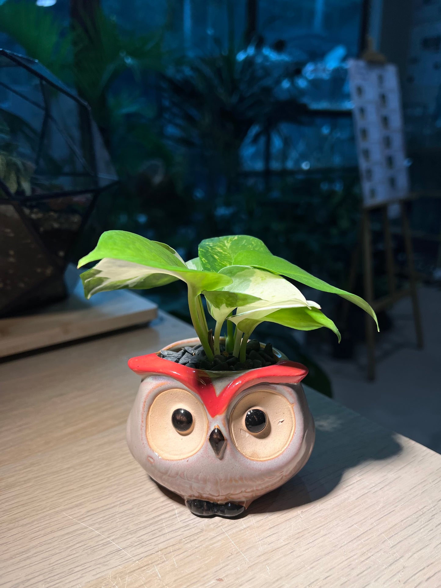 Pothos Manjula in Owl Pot