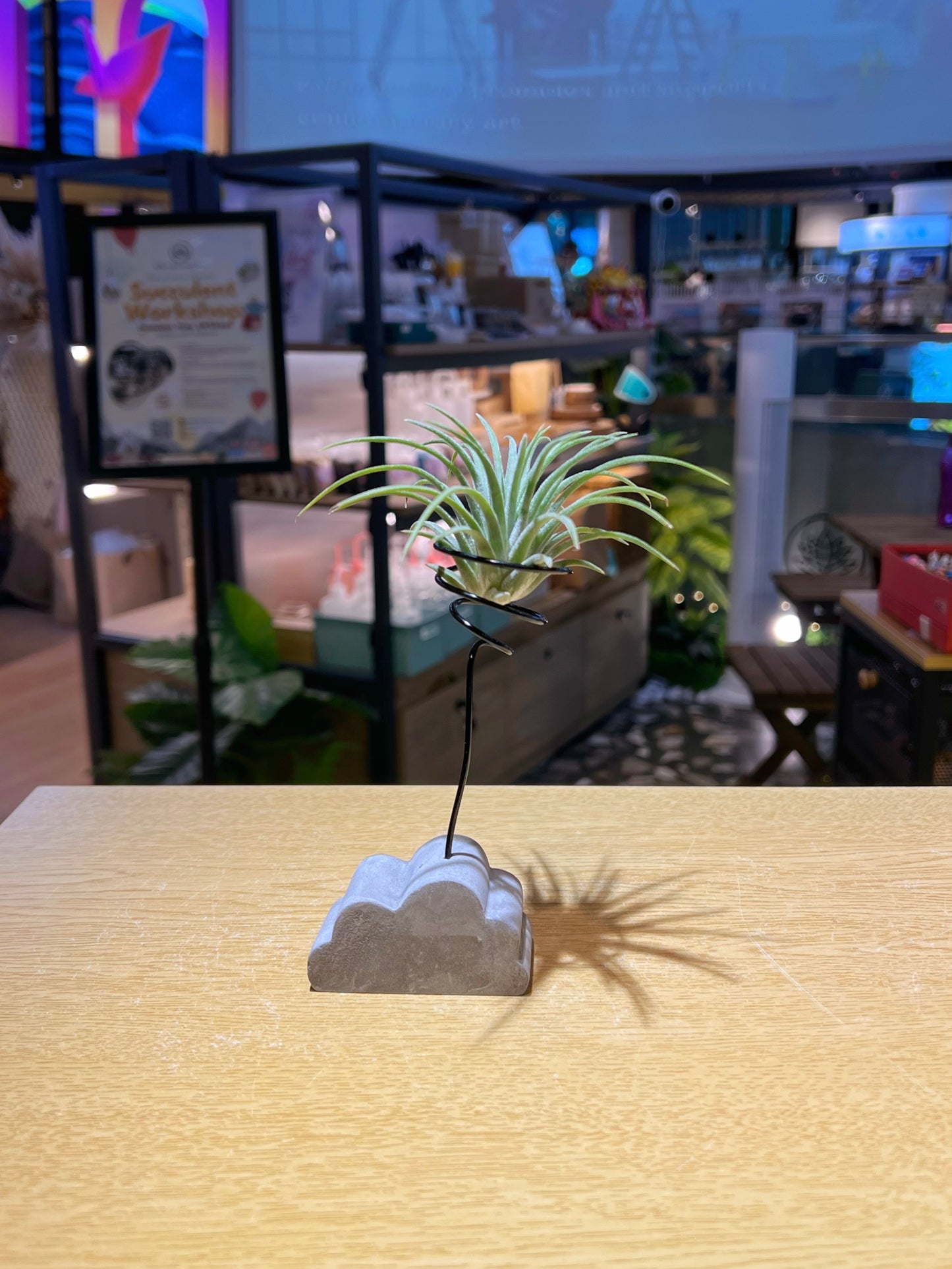 Airplant on Concrete Stand Holder