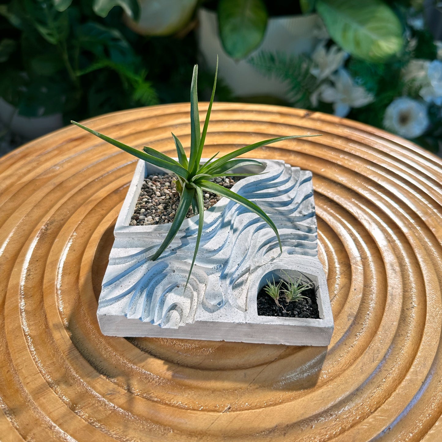 Airplant Terrarium