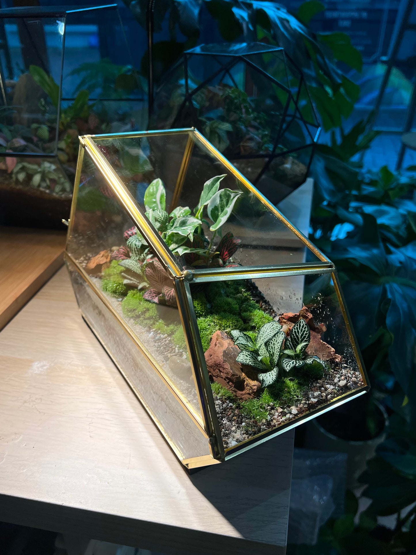 Indoor Plant Terrarium in Polygonal Glass