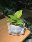 Pothos Njoy in Elephant Ceramic Pot