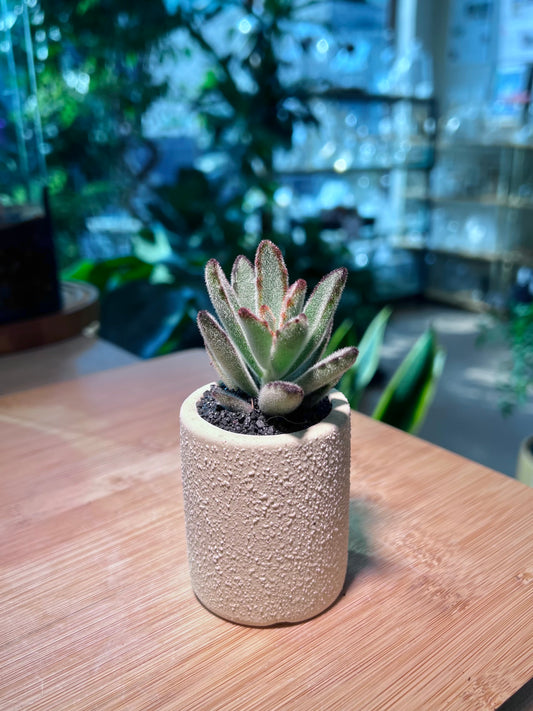 Kalanchoe Tomentosa in Light Yellow Ceramic Pot