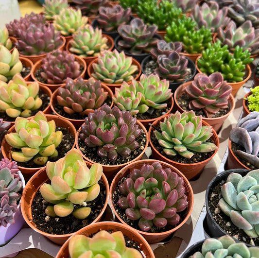 Plastic Pot Succulent (3pcs/set)