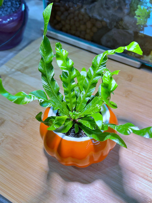 Asplenium Nidus Crispy in Pumpkin 🎃 Ceramic Pot