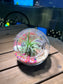 Airplant in Round Glass Terrarium