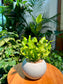 Asplenium Crispy Wave Fern in Designer Pot