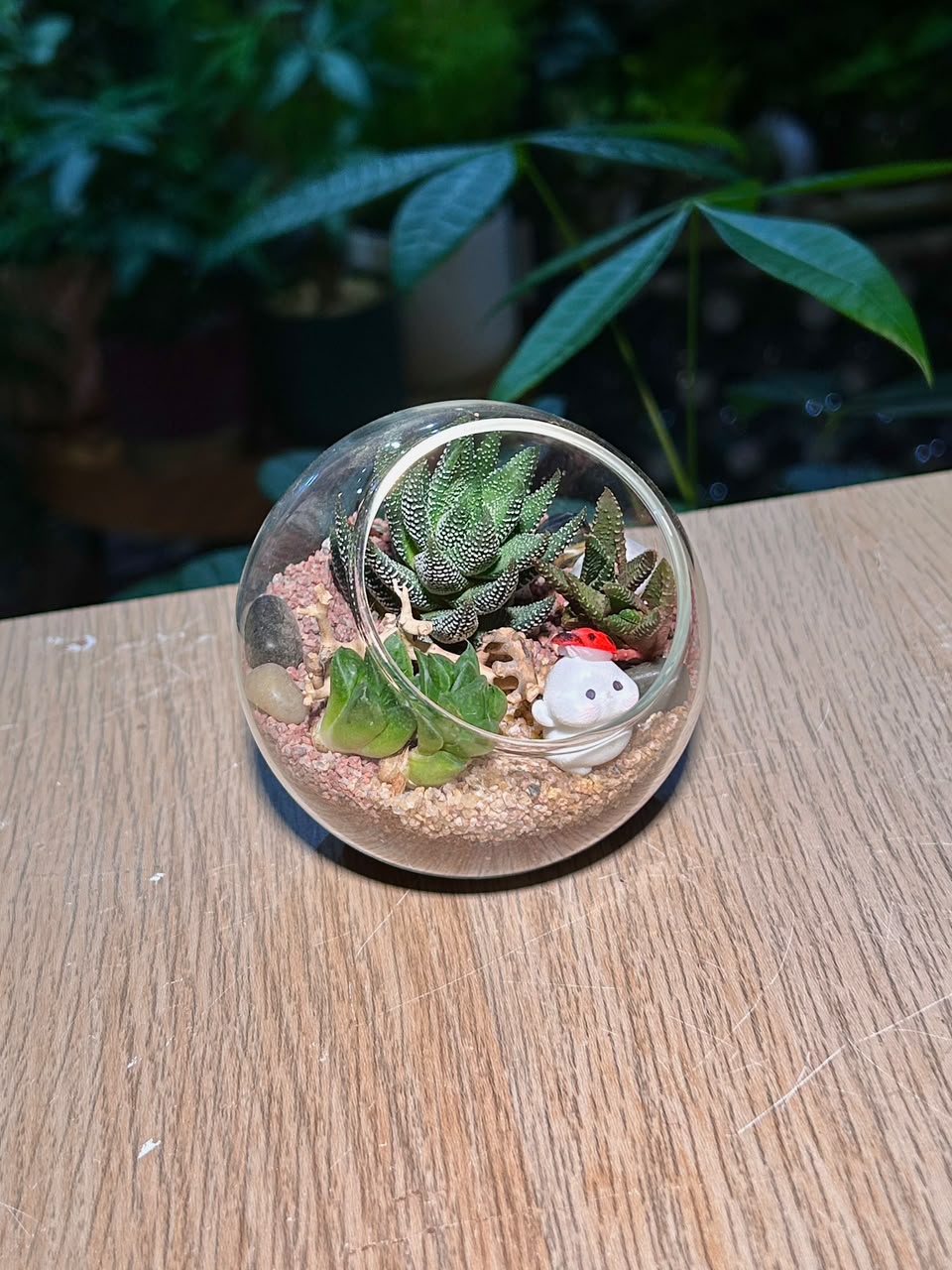 Succulent Arrangement Terrarium (十二卷属) Harworthia in Round Glass (S)