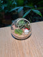 Succulent Arrangement Terrarium (十二卷属) Harworthia in Round Glass (S)